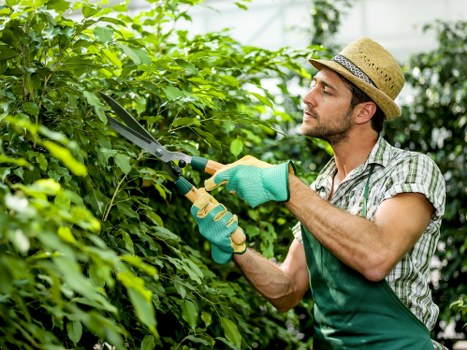 A man dressed in a plaid shirt, wearing a straw hat and green gardening gloves, is using pruning shears to trim a dense hedge in a lush, green garden. The hedge is composed of thick, leafy branches, and the trimming process is focused on shaping the shrubbery. The garden features a well-maintained grassy lawn in the foreground with vibrant green blades, bordered by the neatly trimmed hedge. In the background, there are additional garden plants and trees, with natural light filtering through the foliage, indicating a bright, clear day. The scene suggests outdoor maintenance work typical of professional gardening services in Islington, supporting the landscaping and garden care offered by Garden Maintenance Islington. The environment appears tidy and carefully managed, emphasizing the importance of detailed pruning and hedge care for a well-kept outdoor space, suitable for residential gardens in the local area.